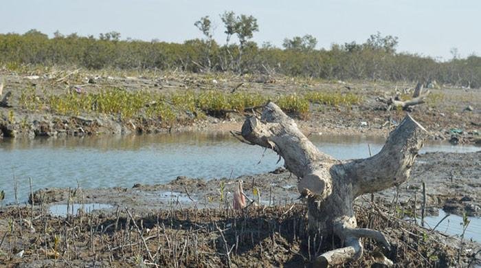 Karachi losing mangrove cover amid growing concrete jungle