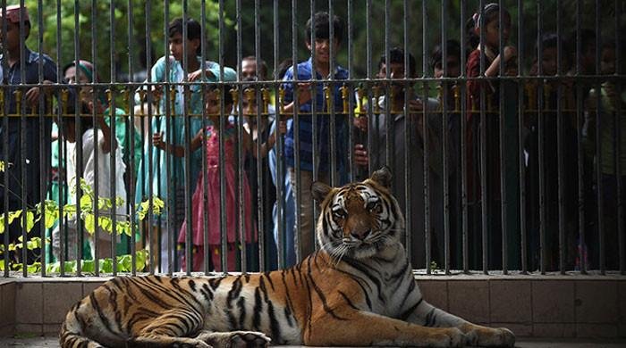 Tigress at Karachi Zoo dies after prolonged illness